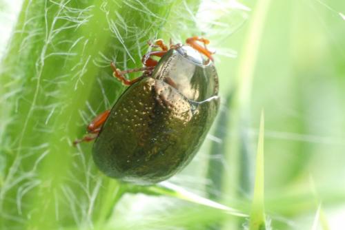 Réf. 256 576 : Chrysolina bankii